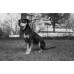 Фотопленка Kentmere Pan 400