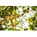 Carl Zeiss Apo-Sonnar T* 2/135 ZF.2