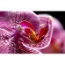 Carl Zeiss Makro-Planar T* 2/100 ZF.2