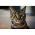 Объектив Sony 50mm, f/1.8 для камер NEX Объектив Sony 50mm, f/1.8 для камер NEX
